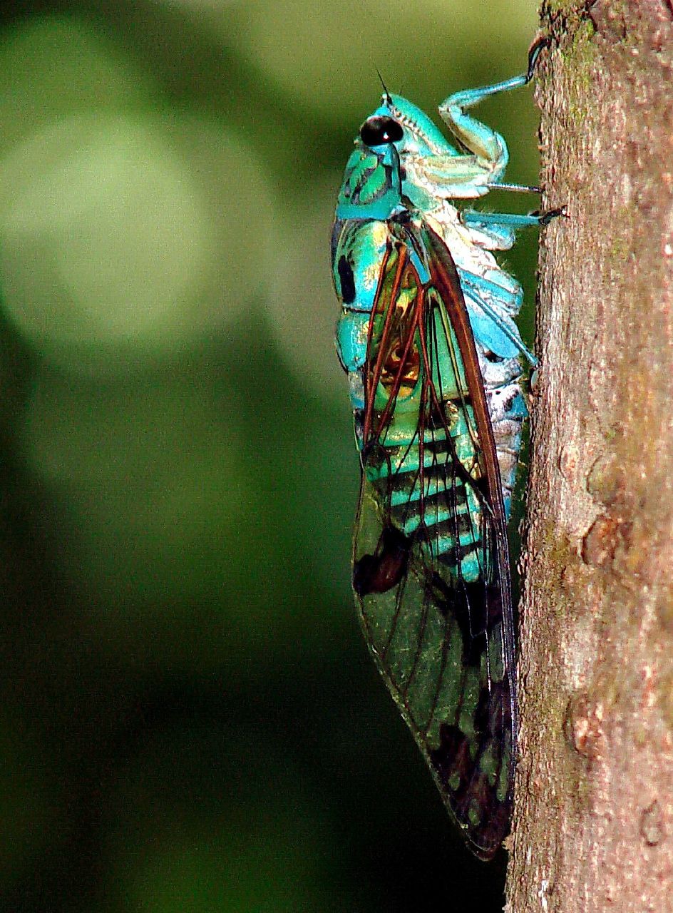 simbolistica Cicada Zamara