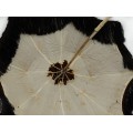 Umbrelă victoriană de promenadă | mătase & fildeș | în cutia originală | Marea Britanie cca.1850