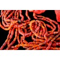 opulent colier NAGA. coral de munte. cca 1930 . India
